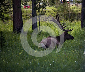 Scenic view of a brown elk lying in green grass