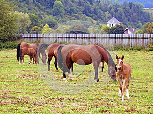 Horses grazing in field