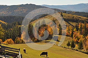 Scenic view in Bucovina