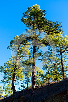 Scenic view on Caldera de Taburiente with green pine forest, ravines and rocky mountains near viewpoint Cumbrecita, La Palma,