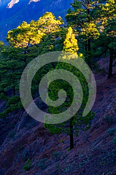 Scenic view on Caldera de Taburiente with green pine forest, ravines and rocky mountains near viewpoint Cumbrecita, La Palma,