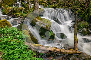 Scenic view of a cascading creek in a forest