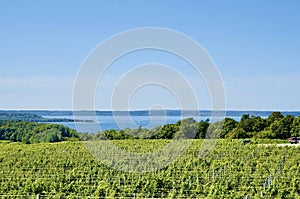 Scenic view of lakeshore with vineyard, Michigan photo
