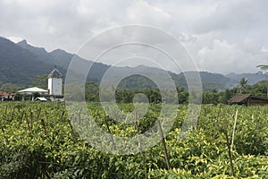 Scenic view of the chili fields in Magelang Central Java Indonesia.