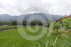 Scenic view of the rice fields in Magelang Central Java Indonesia.