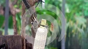 Scenic view of a chipmunk eating corn