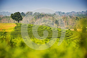 Scenic view at Choui Fong Tea Plantation ,Chiangrai Thailand