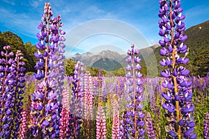 Scenic view of colorful lupine flowers, Fjordland, New Zealand