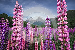 Scenic view of colorful lupine flowers,  Fjordland, New Zealand