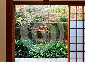 Scenic view of colorful maple trees in the courtyard behind the sliding screen doors shoji of a traditional Japanese room