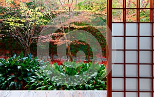 Scenic view of colorful maple trees in the courtyard garden behind the sliding grid doors ( Shoji )