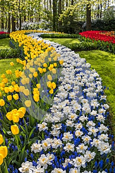 Scenic view of colorful Tulip flowers in Keukenhof gardens, Netherlands