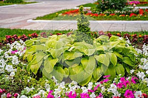 Scenic view of colourful flowerbeds. Lush green grass lawn. Landscape design.