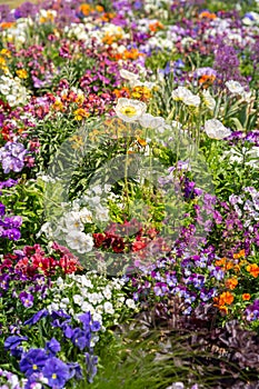 Scenic view of colourful flowerbeds in sunny day