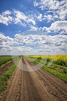 Scenic view on the country road between rapeseed and wheat fields.