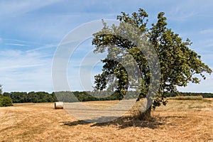 Scenic view of a countryside with harvested field with fruit tree and a straw roll