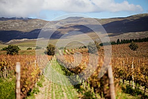 Scenic view of Creation Wine Estate in the Hemel en Aarde region of Hermanus, South Africa.