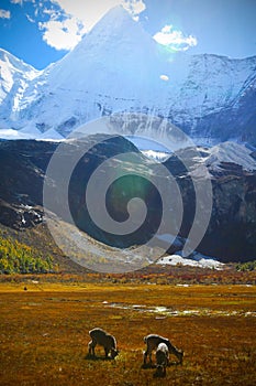 Scenic view at Daocheng, Yading, Yunnan, China