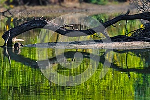 Scenic view of a dead tree reflecting in a lake surrounded by lush greenery