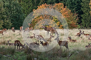 Scenic view of a deer herd grazing in the field on the background of a forest