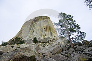 Devils Tower and Tree in a Barren Landscape
