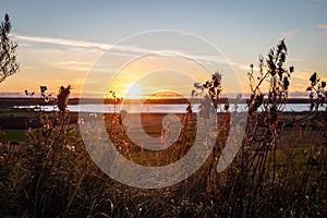 Scenic view of dried grass growing in a field against a lake at golden hour at Bjerget, Thy, Denmark