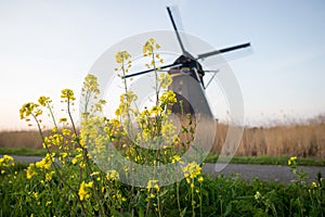 Scenic view of the dutch landscape with wildflowers and traditional windmill in the background