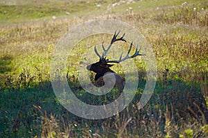 Scenic view of an Elk resting in a lush green meadow