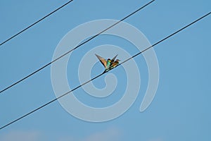 Scenic view of European bee-eaters perched on electric wire under a blue sky