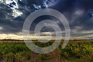 Scenic view of of an evergreen field under a dramatic sky in Kissimmee Prairie Preserve State Park