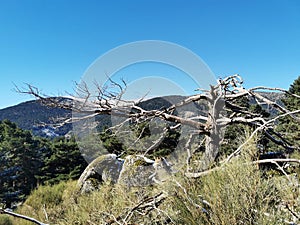 Scenic view of fallen trees in Cercedilla, Sierra de Guadarrama, Spain under blue sky photo