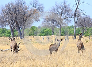 Scenic view of a family of Greater Kudu on the african plains with the young female looking straight into camera