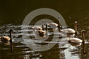Family of swans on a lake photo