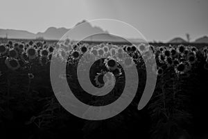 Scenic view of a field of sunflowers on a sunny day in grayscale