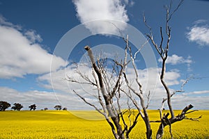 Scenic view of a field of yellow rapeseed flowers with a wooden tree in the foreground