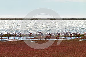 Scenic view of flamingos at False Bay, South Africa