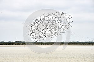 Flock of birds in flight