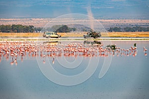 Scenic view of a flock of lesser flamingos against the background of Safari vehicles at Amboseli National Park in Kenya