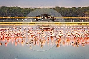 Scenic view of a flock of lesser flamingos against the background of Safari vehicles at Amboseli National Park in Kenya