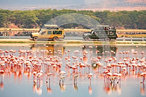 Scenic view of a flock of lesser flamingos against the background of Safari vehicles at Amboseli National Park in Kenya