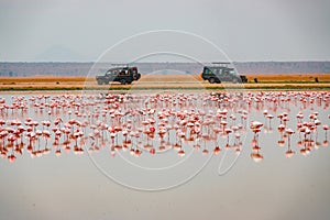 Scenic view of a flock of lesser flamingos against the background of Safari vehicles at Amboseli National Park in Kenya