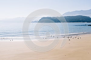 Scenic view of a flock of seagulls on hazy beach