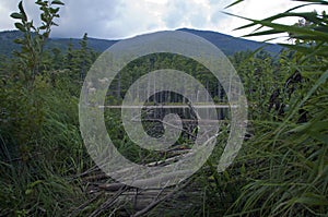 Scenic view of flume trail wilmington new york through brush