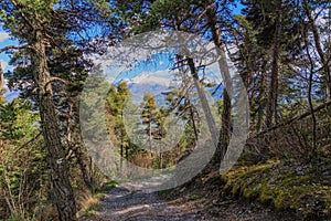 A scenic view of a footpath in a mountain forest with snowy mountain summit in the background under a majestic blue sky and some
