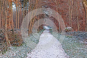 Scenic view of a footpath through a wintry forest in the morning