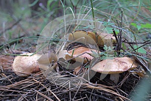 Scenic view of the forest dwellers. Fat slug with round back, en