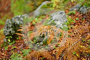 Scenic view of the forest in Lovchen National Park on autumn day. Details of nature. Tourism and travel. Hiking