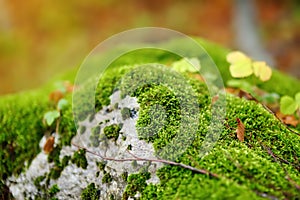 Scenic view of the forest in Lovchen National Park on autumn day. Tourism and travel.Hiking