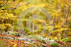 Scenic view of the forest in Lovchen National Park on autumn day. Tourism and travel.Hiking