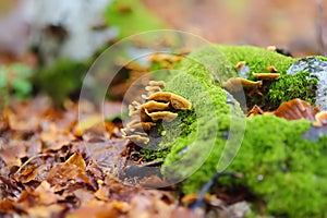 Scenic view of the forest in Lovchen National Park on autumn day. Tourism and travel.Hiking